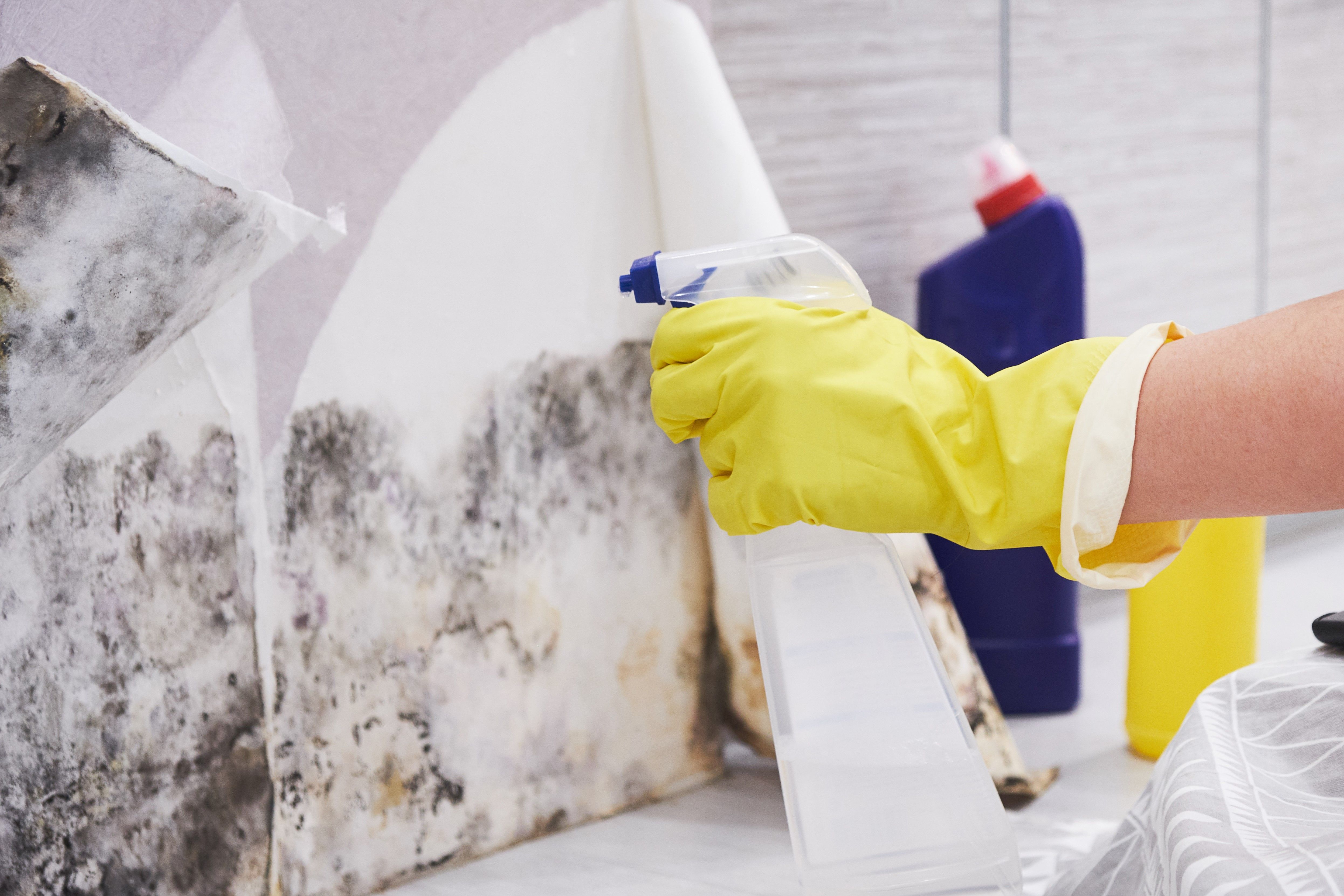 housekeeper-s-hand-with-glove-cleaning-mold-from-w-2025-02-22-17-12-32-utc